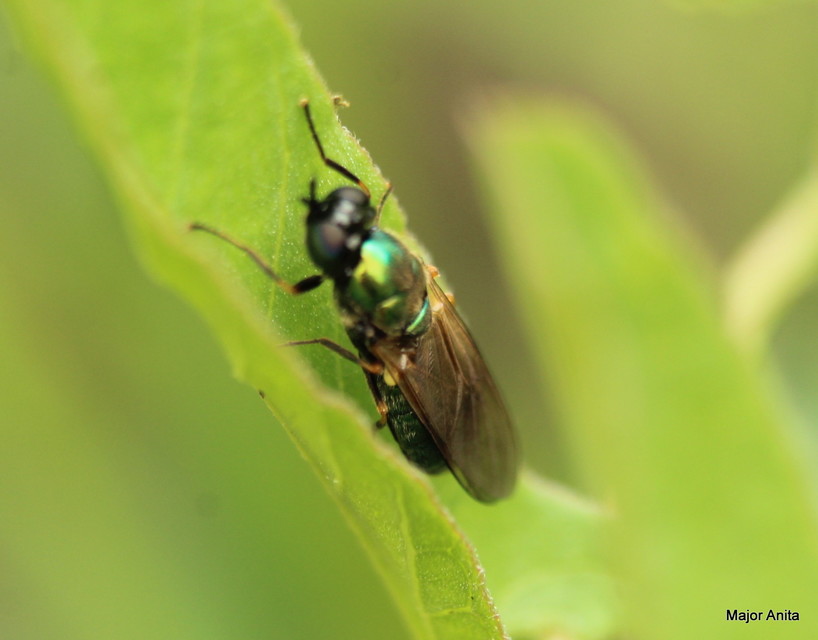 Chloromyia