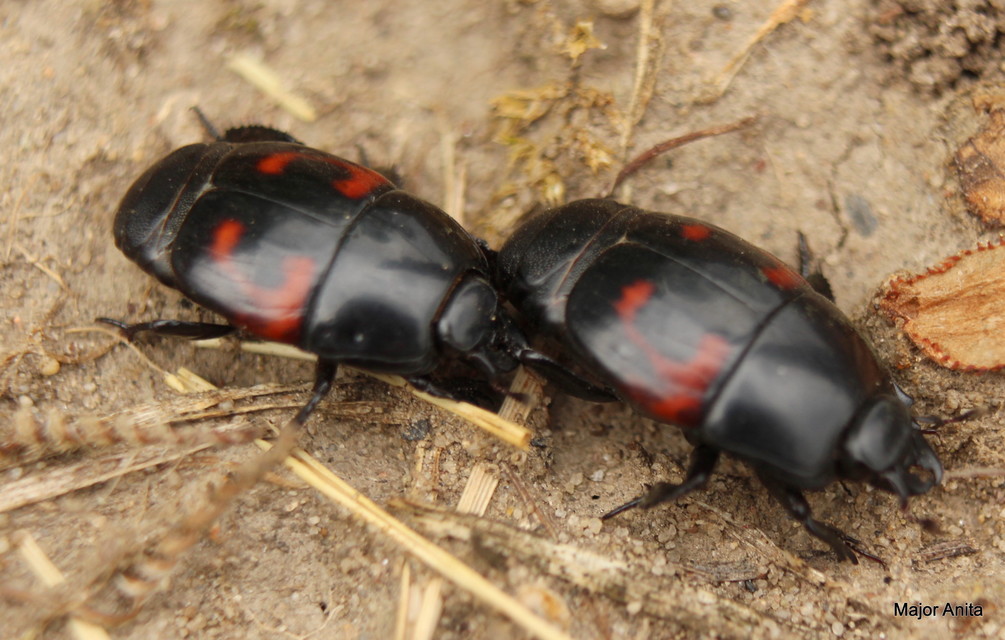 Hister quadrimaculatus - közönséges sutabogár