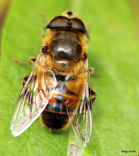 Eristalis tenax - közönséges herelégy