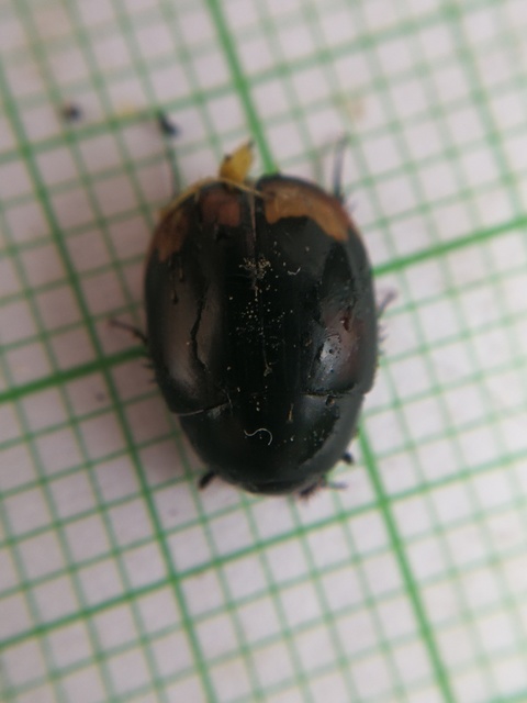 Sphaeridium lunatum - holdfoltos ganajcsibor