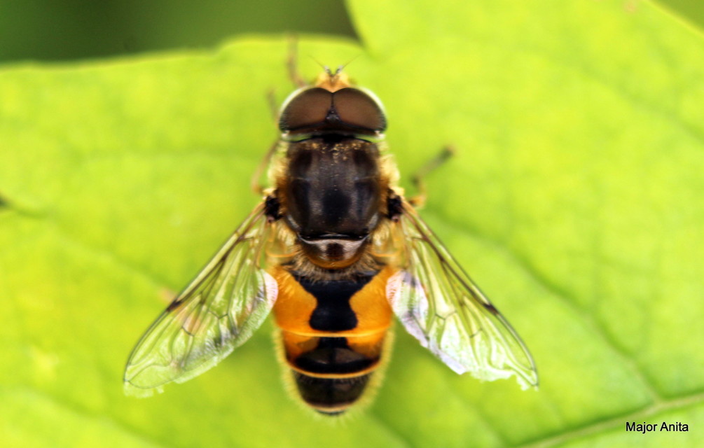 Eristalis arbustorum - fehérarcú herelégy