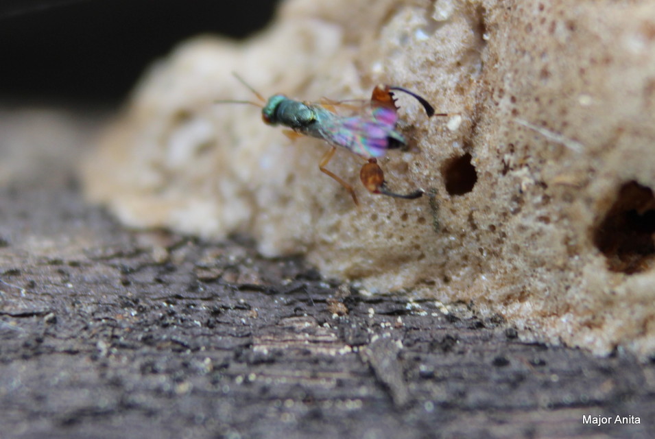 Podagrion