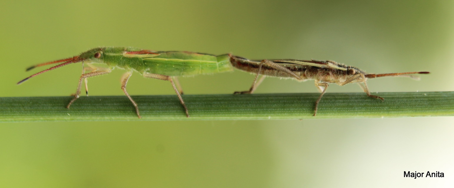 Myrmus miriformis - kurtaszárnyú karimáspoloska
