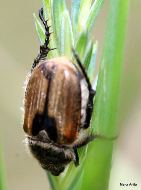 Chaetopteroplia segetum - rozsszipoly