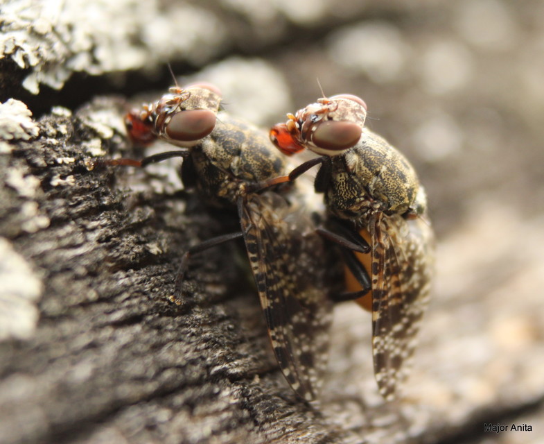 Platystoma