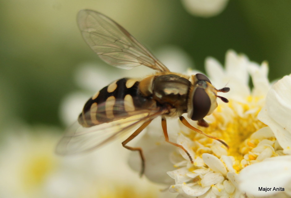 Scaeva pyrastri - gyakori nagyhomlokúlégy