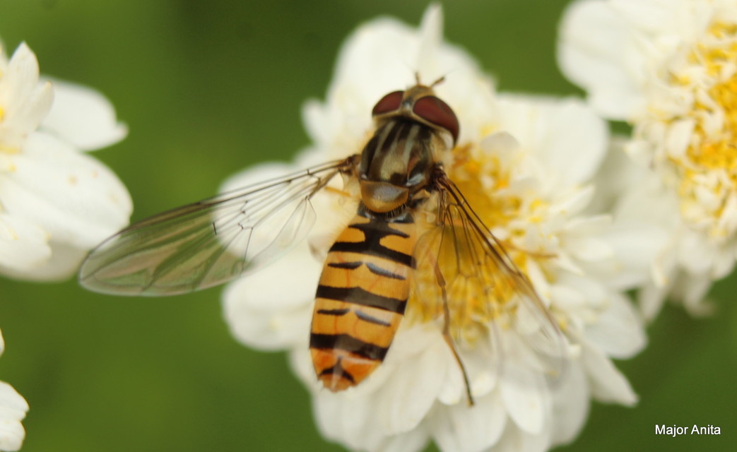 Episyrphus balteatus - ékfoltos zengőlégy