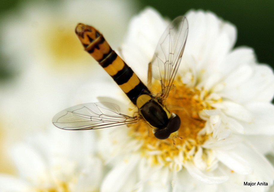 Sphaerophoria