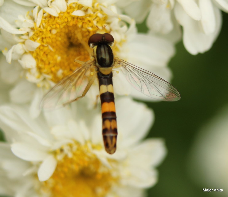 Sphaerophoria