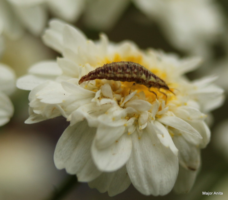 Chrysopidae - zöldfátyolkák