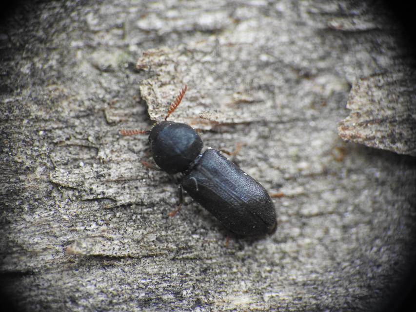 Ptilinus pectinicornis - fésűscsápú álszú