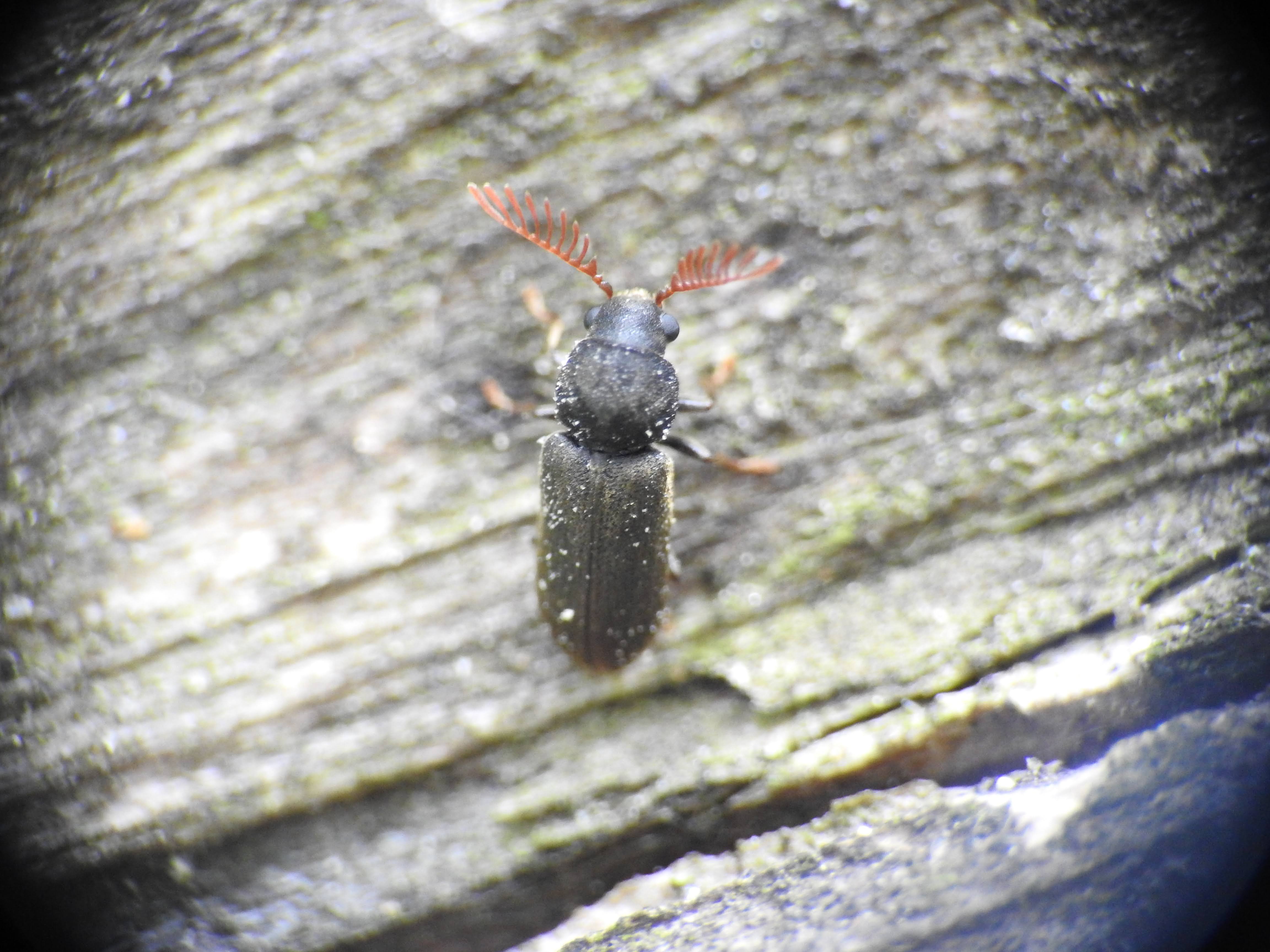 Ptilinus pectinicornis - fésűscsápú álszú