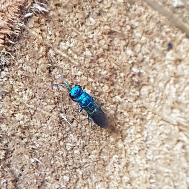 Trichrysis cyanea