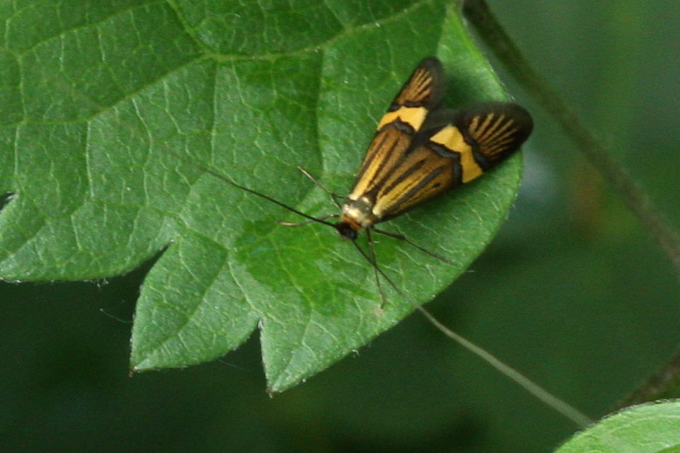 Nemophora degeerella - pompás tőrösmoly
