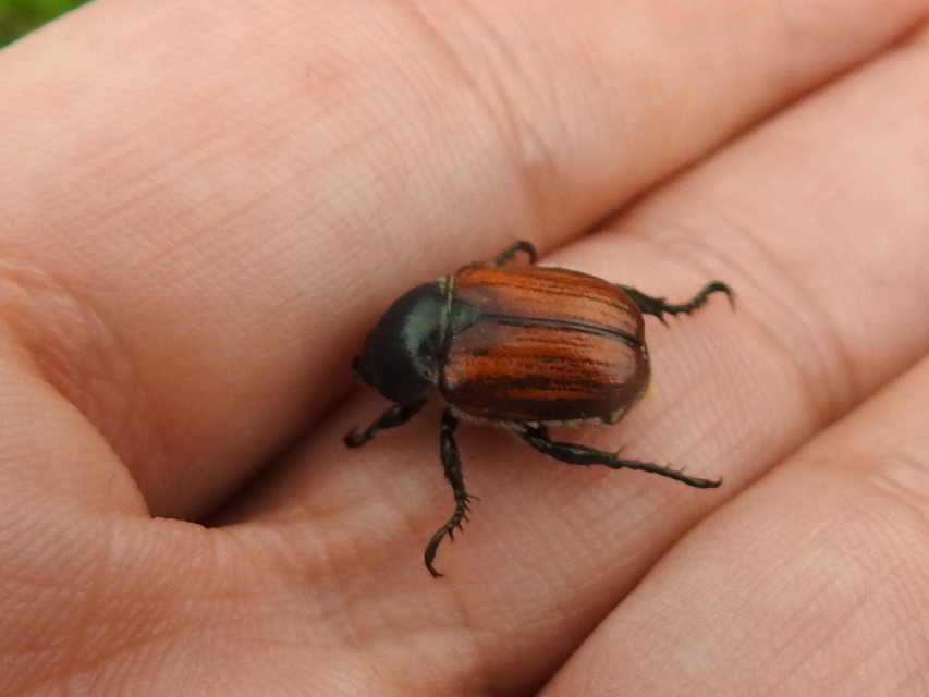 Anisoplia tempestiva - gabonaszipoly