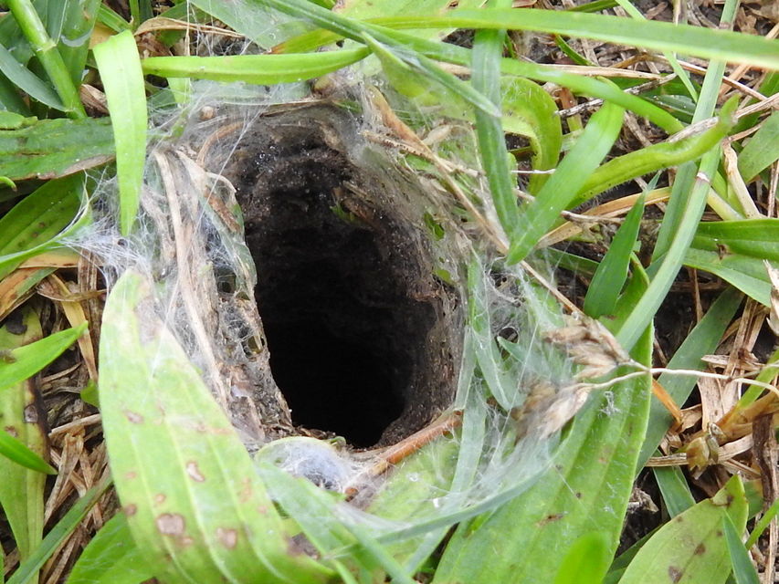 Geolycosa vultuosa - pokoli cselőpók