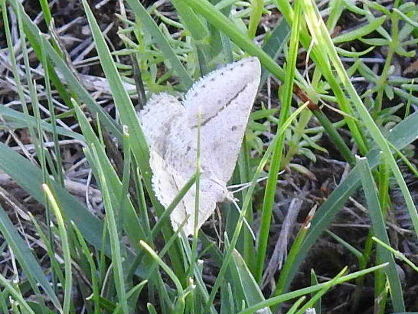 Tephrina arenacearia - lucerna-araszoló