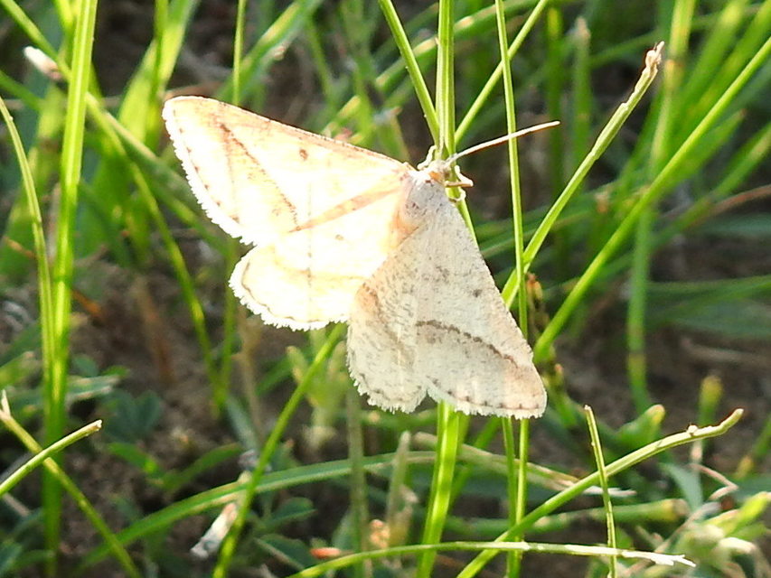 Tephrina arenacearia - lucerna-araszoló