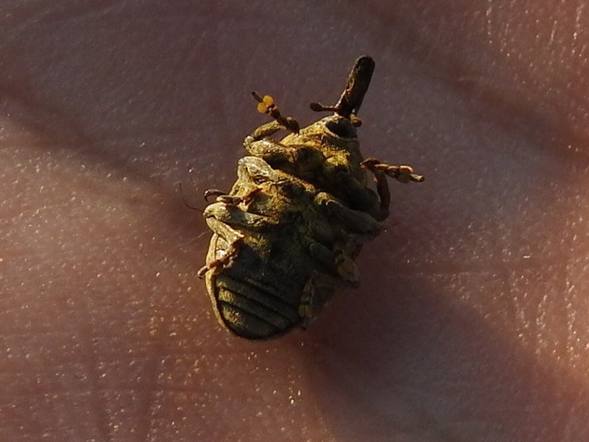 Larinus iaceae - sávosnyakú púderbarkó