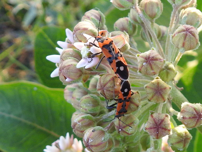 Lygaeus equestris/simulans