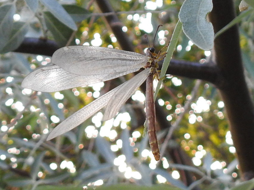 Distoleon tetragrammicus - négyfoltos hangyaleső