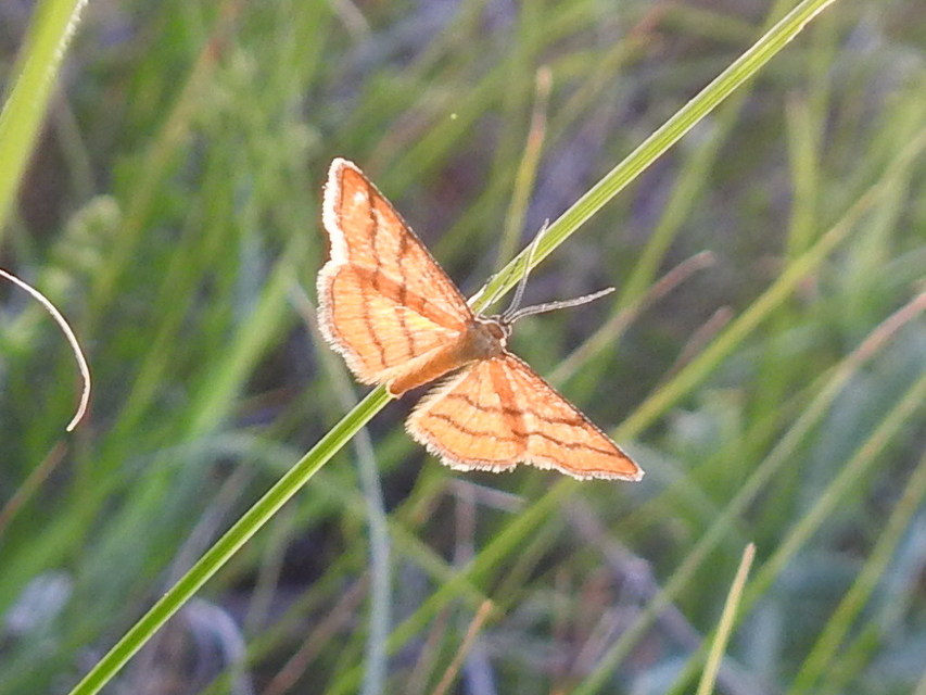Scopula rubiginata - réti pirosaraszoló