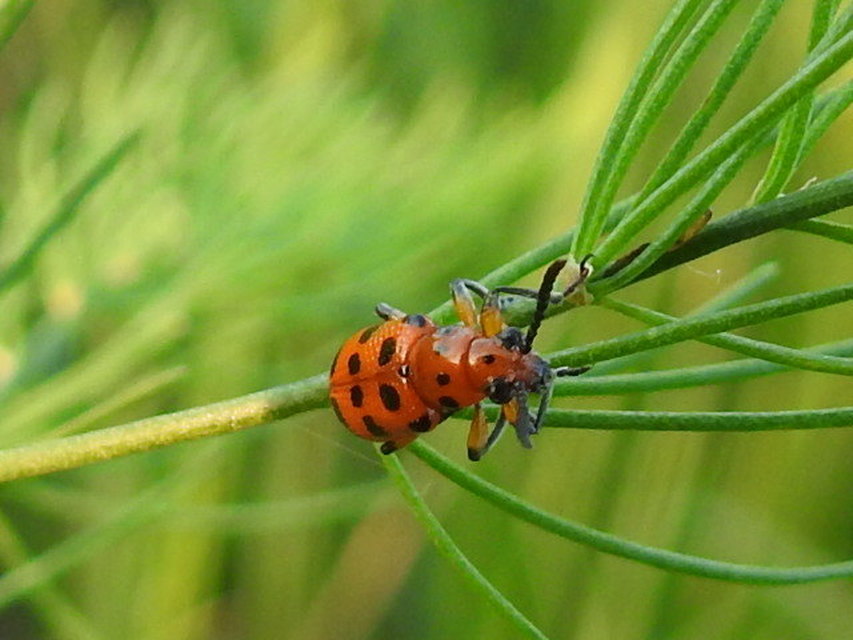 Crioceris quatuordecimpunctata - tizennégypontos spárgabogár