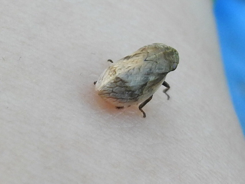 Lepyronia coleoptrata
