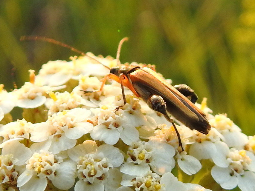 Oedemera podagrariae - székfű-álcincér