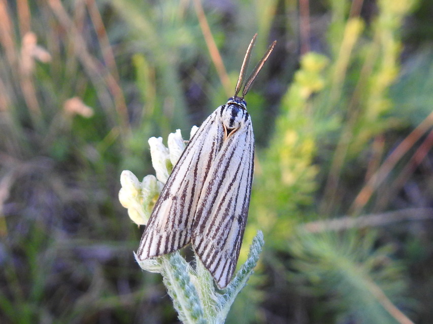 Spiris striata - csíkos molyszövő