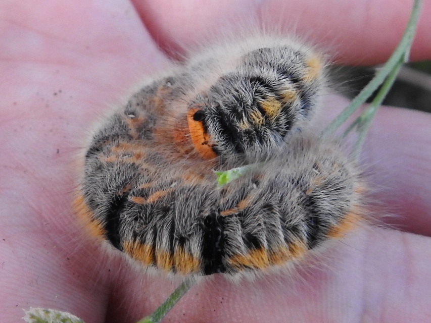 Lasiocampa trifolii - lóhereszövő