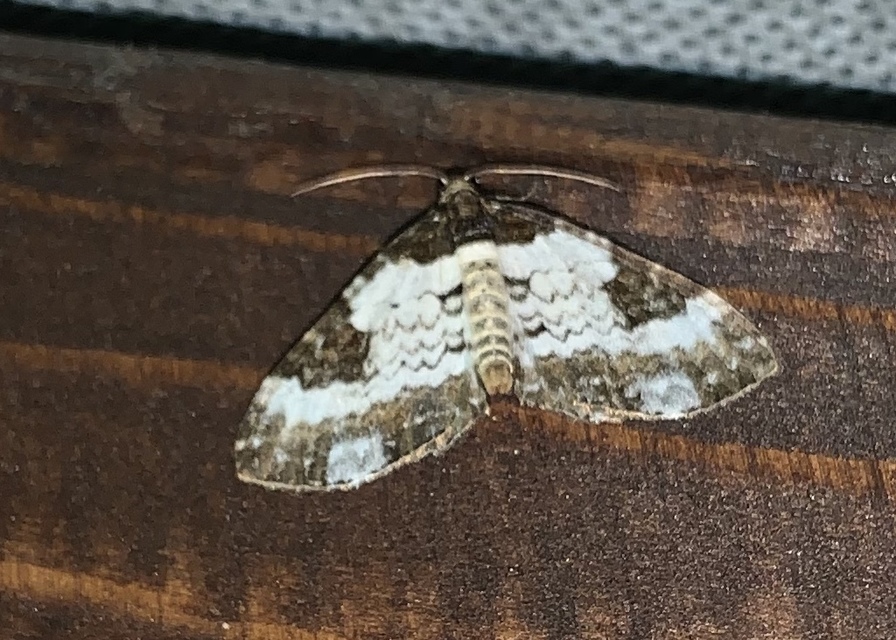Melanthia procellata - hullámos tarkaaraszoló