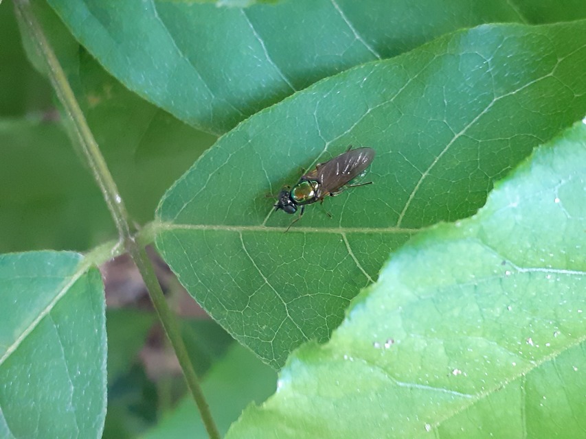 Chloromyia formosa - közönséges fémeslégy