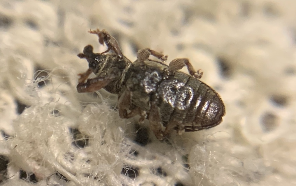 Dorytomus ictor - szegélyes hangormányos