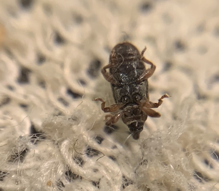 Dorytomus hirtipennis - szőrös hangormányos
