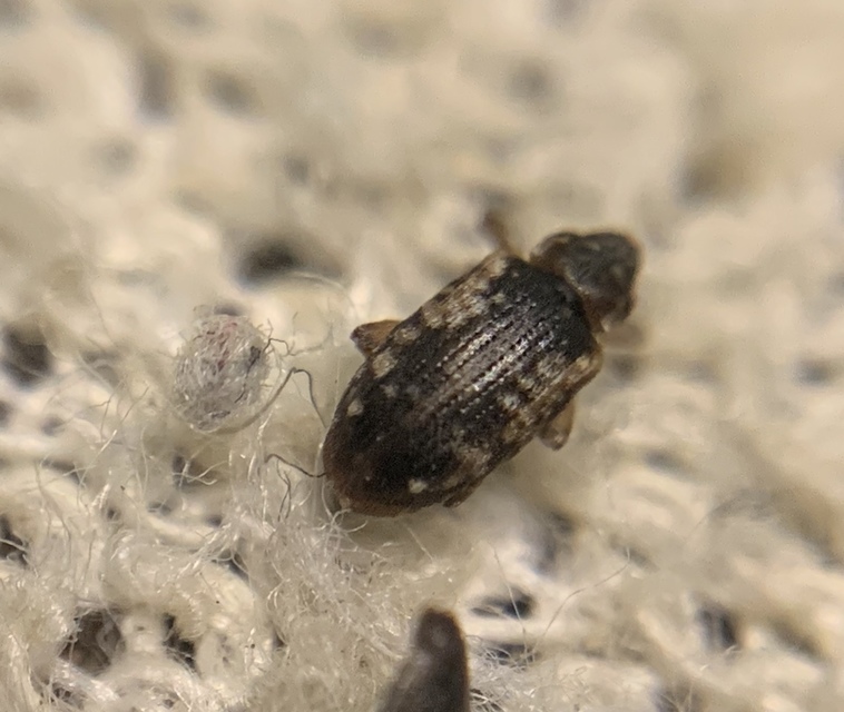 Dorytomus ictor - szegélyes hangormányos