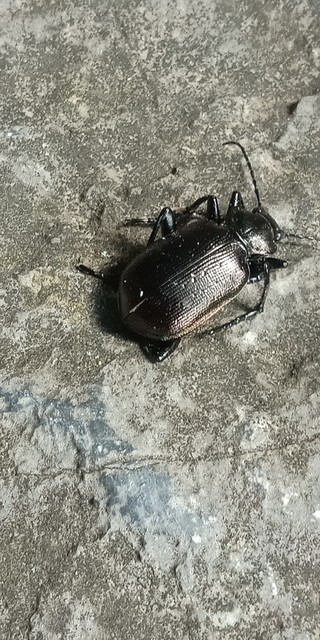 Calosoma inquisitor - kis bábrabló