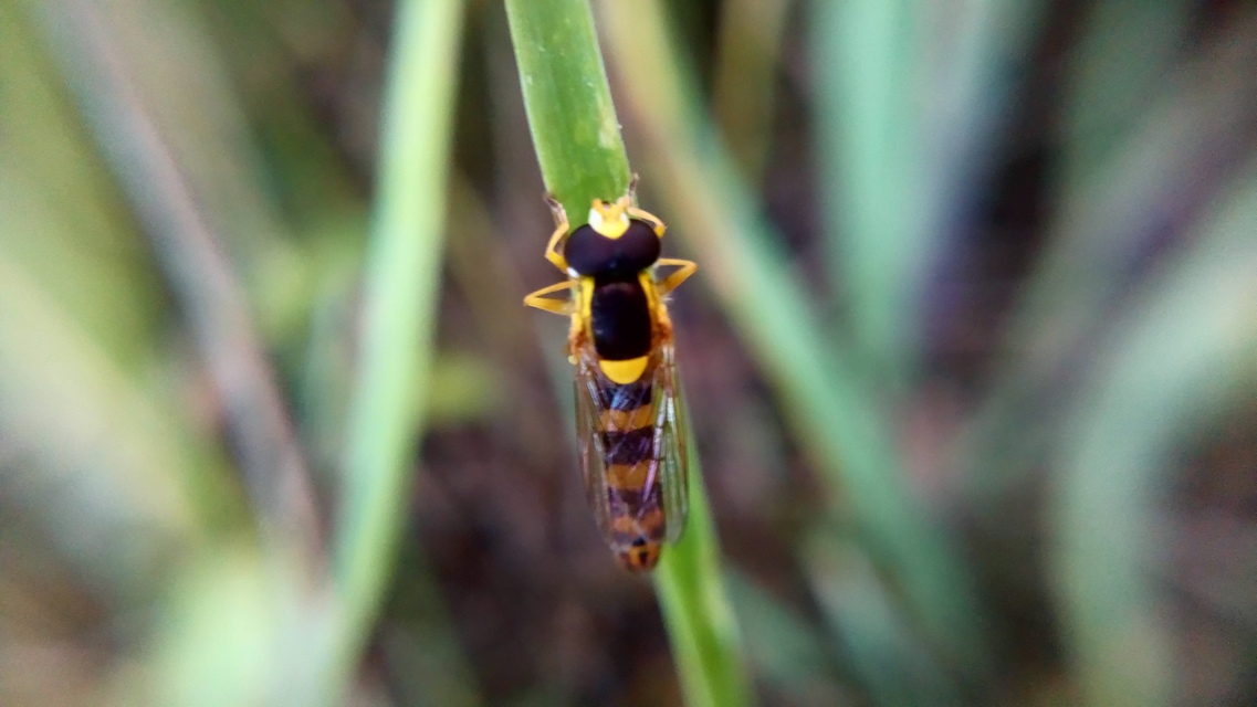 Sphaerophoria
