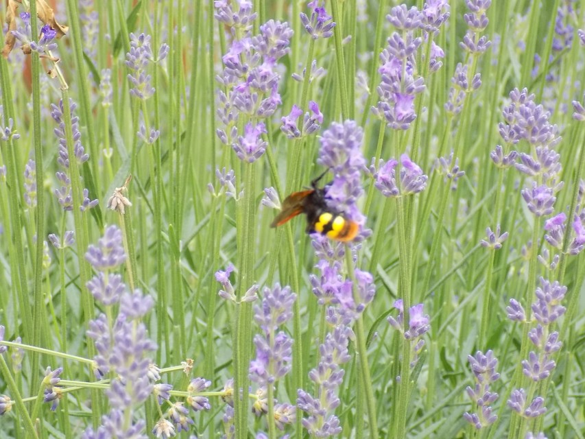 Megascolia maculata - óriás-tőrösdarázs
