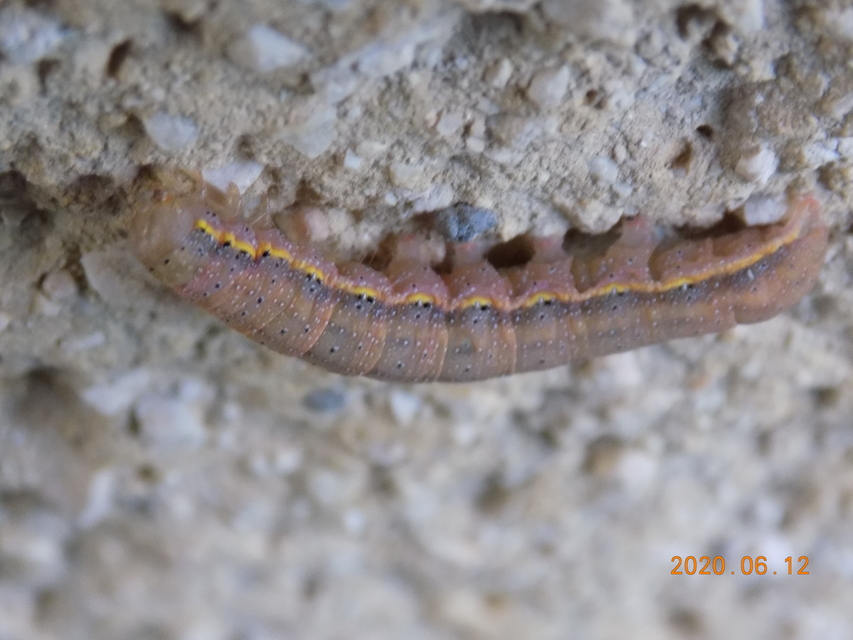 Lacanobia oleracea - saláta-kertibagoly