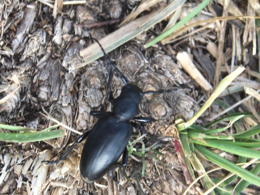 Dorcadion aethiops - fekete gyalogcincér