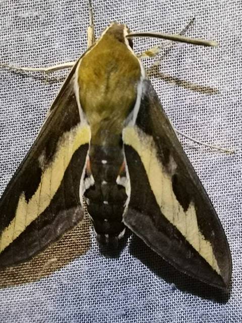 Hyles gallii - galajszender