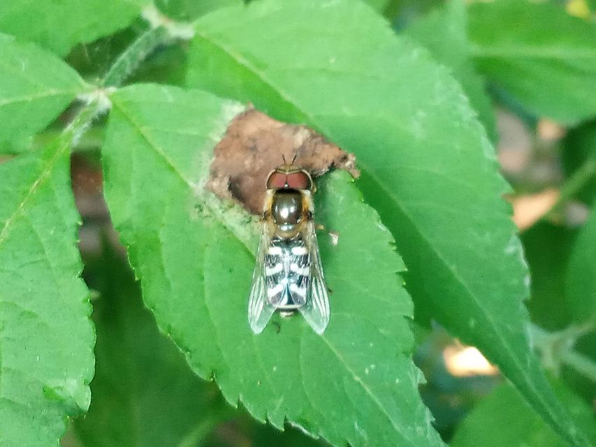Scaeva pyrastri - gyakori nagyhomlokúlégy