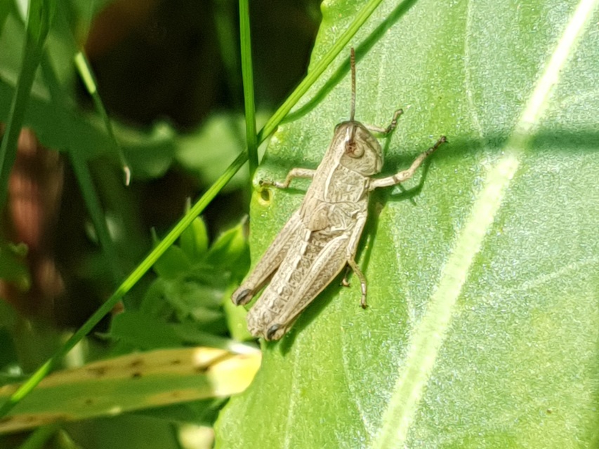 Pseudochorthippus parallelus - közönséges rétisáska