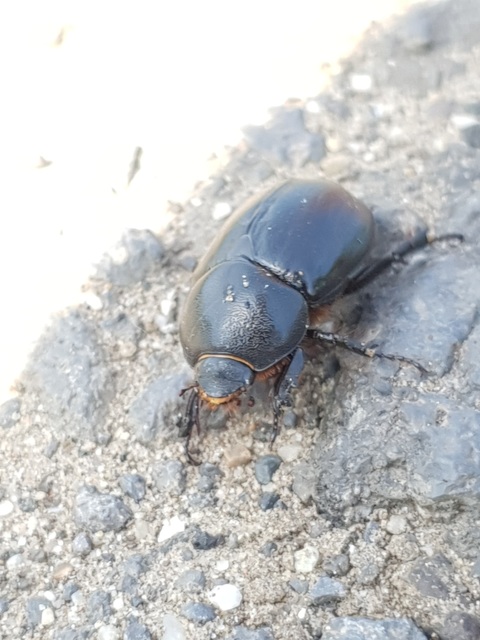 Pentodon idiota - butabogár