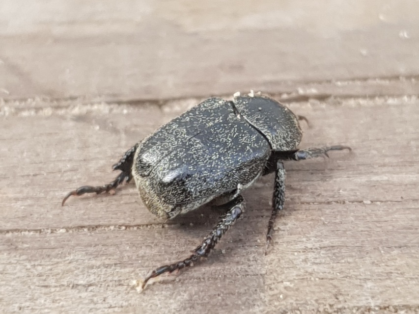 Hoplia hungarica - homoki virágcserebogár