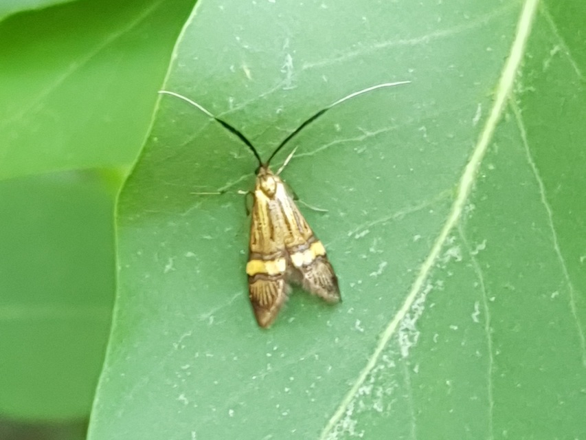 Nemophora degeerella - pompás tőrösmoly