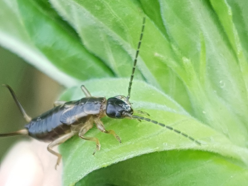 Forficula auricularia - közönséges fülbemászó