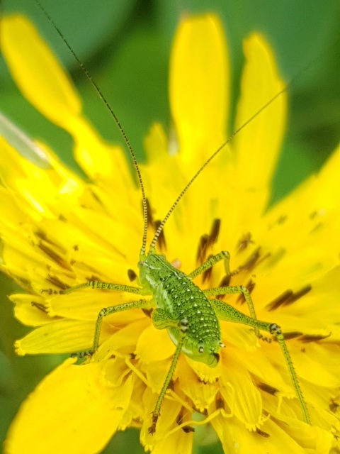 Leptophyes albovittata - közönséges virágszöcske