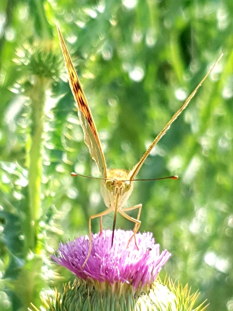 Argynnis pandora - zöldes gyöngyházlepke